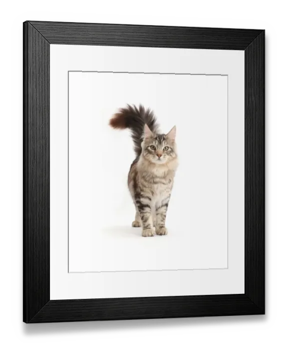 Framed Print : Silver tabby cat, Loki, age 7 months, walking with tail up Framed Print : Silver tabby cat, Loki, age 7 months, walking with tail up