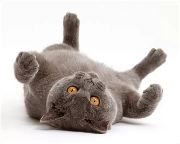 Blue British Shorthair cat lying on his back