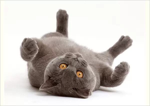 Blue British Shorthair cat lying on his back