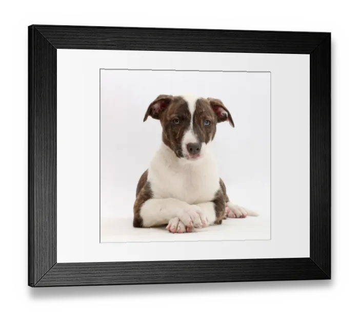 Framed Print : Brindle-and-white Lurcher puppy, age 8 weeks, with crossed paws Framed Print : Brindle-and-white Lurcher puppy, age 8 weeks, with crossed paws