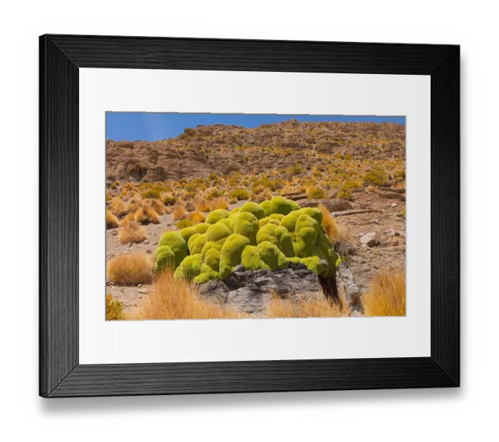Framed Print : Giant cushion plant (Azorella compacta). Bolivia Framed Print : Giant cushion plant (Azorella compacta). Bolivia