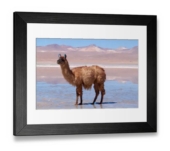Framed Print : Llama standing in mud at the edge of Laguna Colorada, Bolivia Framed Print : Llama standing in mud at the edge of Laguna Colorada, Bolivia