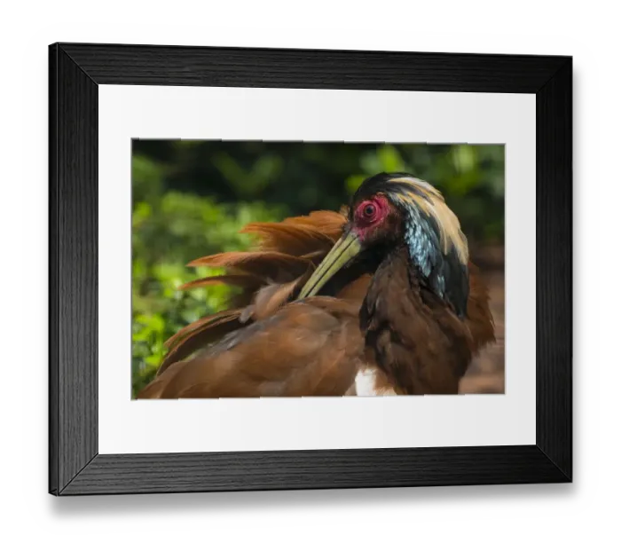 Framed Print : Madagascar crested wood ibis (Lophotibis cristata) preening, endemic to dry forest of Madagascar Framed Print : Madagascar crested wood ibis (Lophotibis cristata) preening, endemic to dry forest of Madagascar