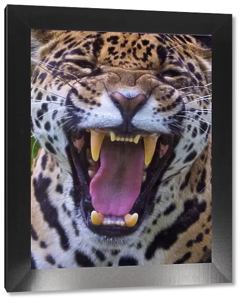 Jaguar (Panthera onca) female snarling, native to Southern and Central America, captive