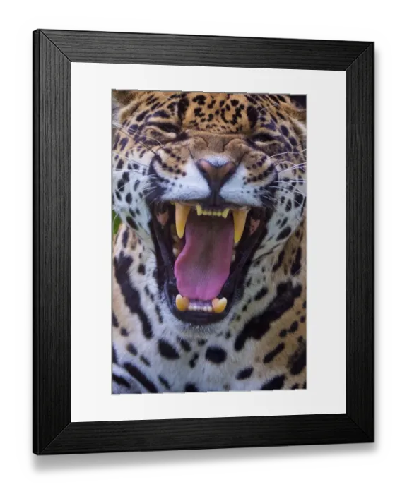 Framed Print : Jaguar (Panthera onca) female snarling, native to Southern and Central America, captive Framed Print : Jaguar (Panthera onca) female snarling, native to Southern and Central America, captive