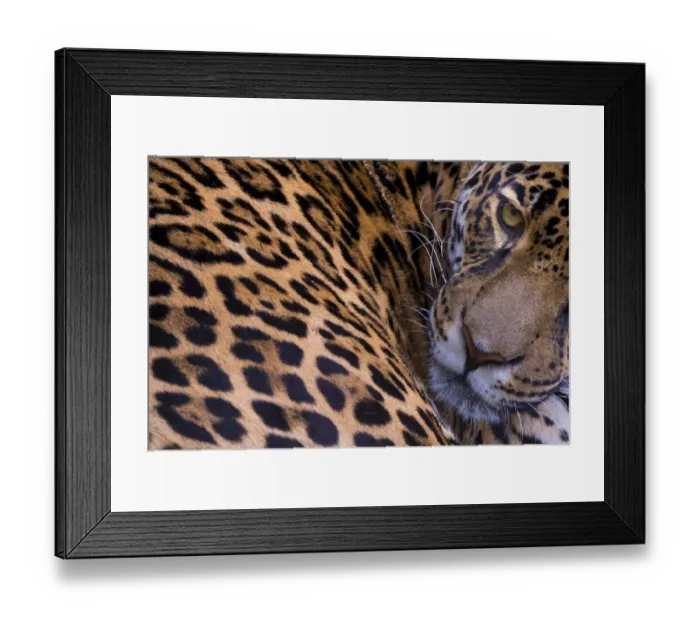 Framed Print : Jaguar (Panthera onca) female portrait, native to Southern and Central America, captive Framed Print : Jaguar (Panthera onca) female portrait, native to Southern and Central America, captive