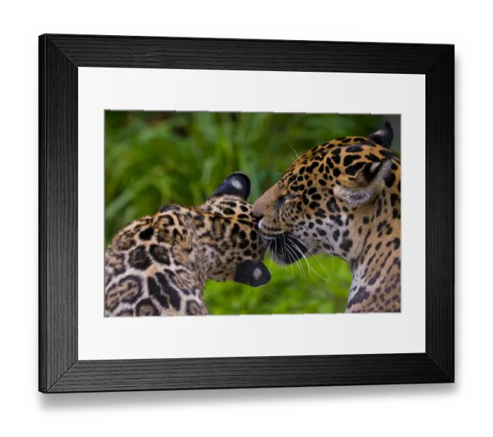 Framed Print : Jaguar (Panthera onca) mother grooming four month cub, native to Southern and Central America Framed Print : Jaguar (Panthera onca) mother grooming four month cub, native to Southern and Central America