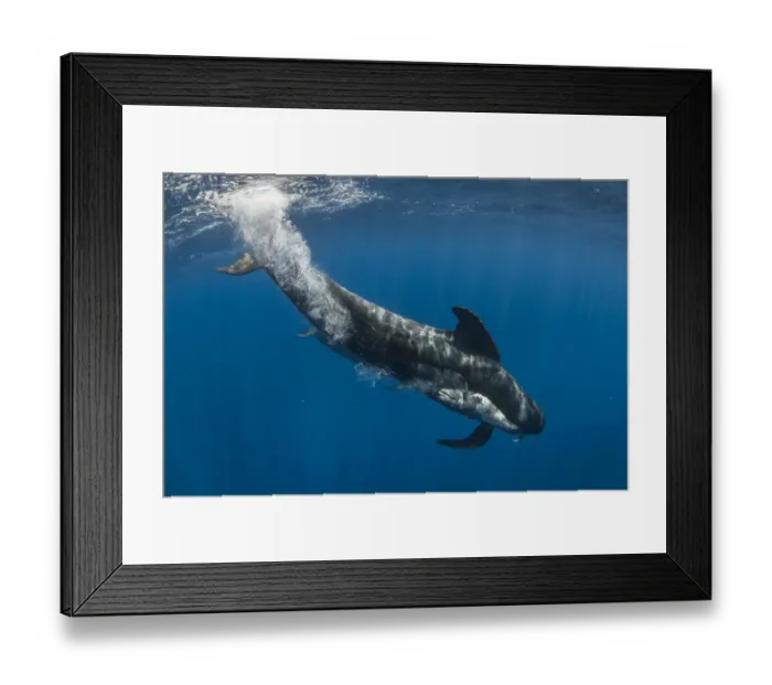 Framed Print : Short-finned pilot whale (Globicephala macrorhynchus) female carrying dead calf Framed Print : Short-finned pilot whale (Globicephala macrorhynchus) female carrying dead calf