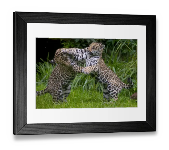Framed Print : Jaguar (Panthera onca) male and female four month old cubs playing, native to Southern Framed Print : Jaguar (Panthera onca) male and female four month old cubs playing, native to Southern