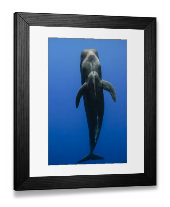 Framed Print : Short-finned pilot whale (Globicephala macrorhynchus) showing underside whilst vertical underwater Framed Print : Short-finned pilot whale (Globicephala macrorhynchus) showing underside whilst vertical underwater