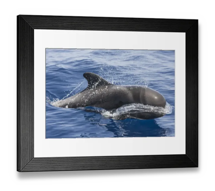 Framed Print : Short-finned pilot whale (Globicephala macrorhynchus) surfacing, South Tenerife, Canary Islands Framed Print : Short-finned pilot whale (Globicephala macrorhynchus) surfacing, South Tenerife, Canary Islands