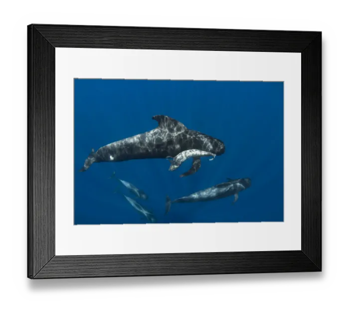 Framed Print : Short-finned pilot whale (Globicephala macrorhynchus) female carrying dead calf Framed Print : Short-finned pilot whale (Globicephala macrorhynchus) female carrying dead calf