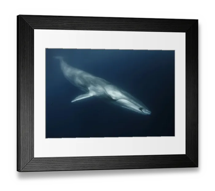 Framed Print : Fin whale (Balaenoptera physalus) with ctenophore in front of its mouth, south Barcelona coast Framed Print : Fin whale (Balaenoptera physalus) with ctenophore in front of its mouth, south Barcelona coast