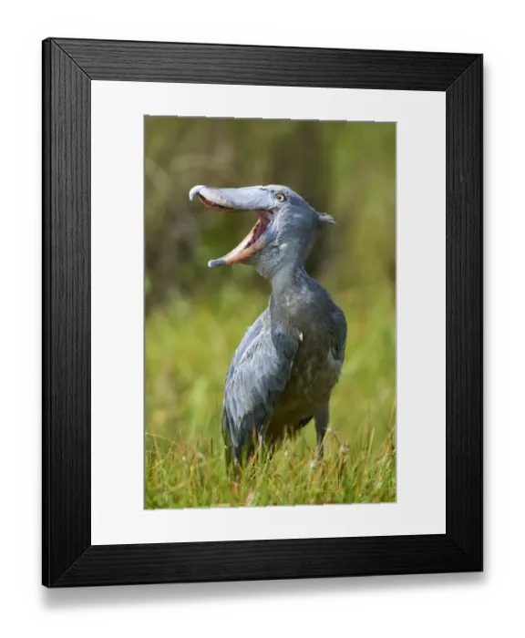 Framed Print : Whale headed / Shoebill (Balaeniceps rex) vocalising. Swamps of Mabamba, Lake Victoria, Uganda Framed Print : Whale headed / Shoebill (Balaeniceps rex) vocalising. Swamps of Mabamba, Lake Victoria, Uganda