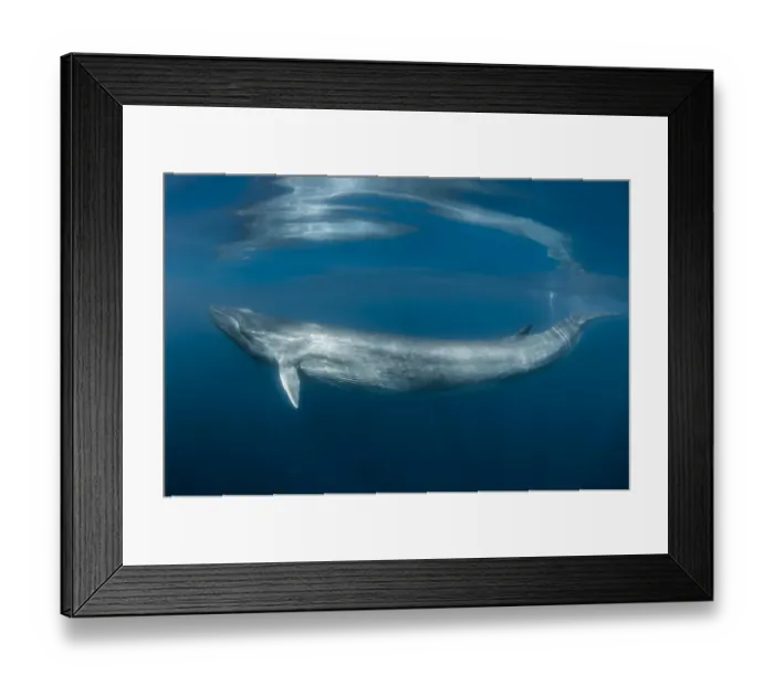 Framed Print : Fin whale (Balaenoptera physalus) just below surface, south Barcelona coast, Spain Framed Print : Fin whale (Balaenoptera physalus) just below surface, south Barcelona coast, Spain
