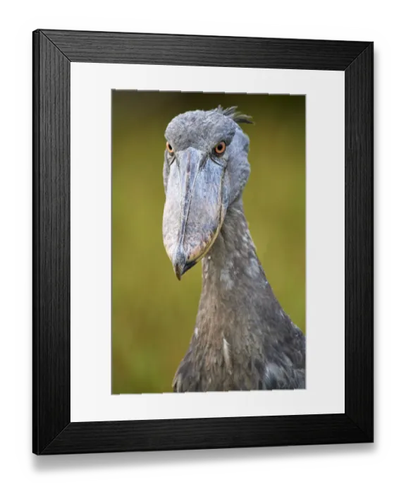 Framed Print : Whale headed / Shoebill (Balaeniceps rex) portrait. Swamps of Mabamba, Lake Victoria, Uganda Framed Print : Whale headed / Shoebill (Balaeniceps rex) portrait. Swamps of Mabamba, Lake Victoria, Uganda
