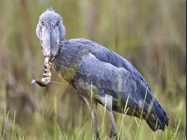 Shoebill stork (Balaeniceps rex) feeding on a Spotted African lungfish (Protopterus