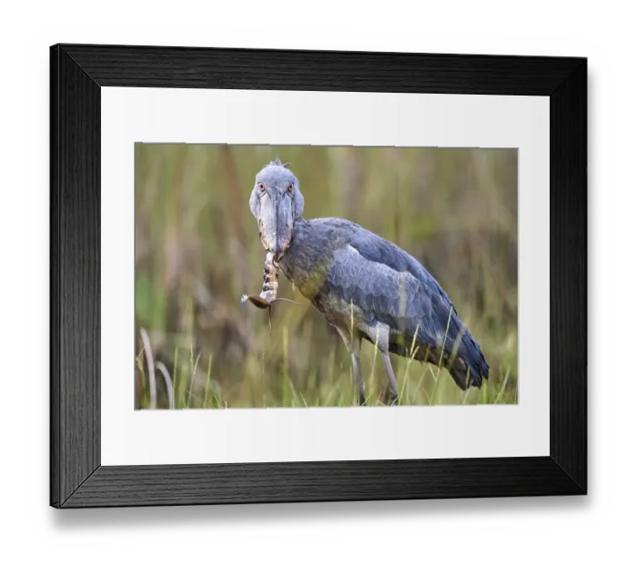 Framed Print : Shoebill stork (Balaeniceps rex) feeding on a Spotted African lungfish (Protopterus Framed Print : Shoebill stork (Balaeniceps rex) feeding on a Spotted African lungfish (Protopterus