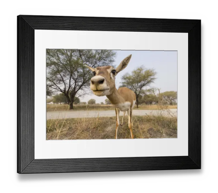 Framed Print : Blackbuck (Antelope cervicapra), wide angle ground perspective of female. Camera trap image Framed Print : Blackbuck (Antelope cervicapra), wide angle ground perspective of female. Camera trap image
