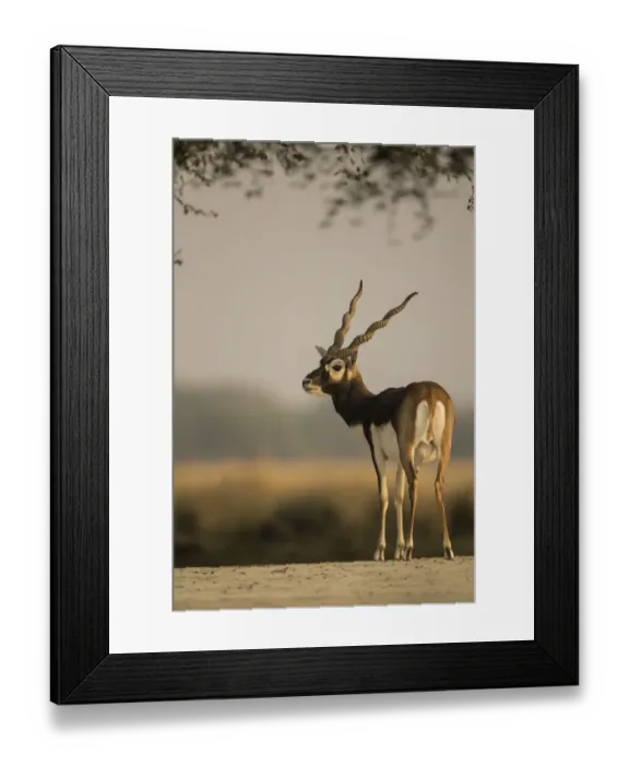 Framed Print : Blackbuck (Antelope cervicapra), male, Tal Chhapar Wildlife Sanctuary, Rajasthan, India Framed Print : Blackbuck (Antelope cervicapra), male, Tal Chhapar Wildlife Sanctuary, Rajasthan, India