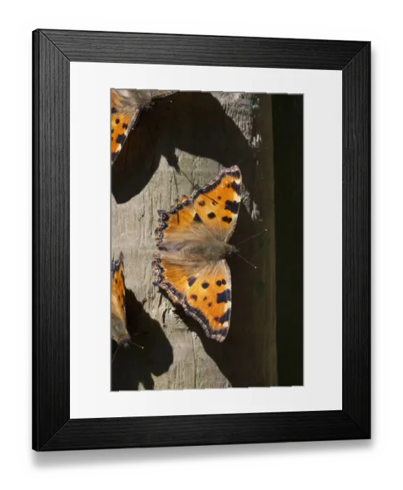 Framed Print : Large tortoiseshell (Nymphalis polychloros), Sark, British Channel Islands, July Framed Print : Large tortoiseshell (Nymphalis polychloros), Sark, British Channel Islands, July