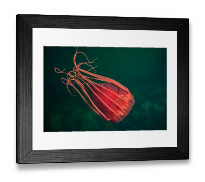 Framed Print : Deep sea jellyfish (Periphylla periphylla), Trondheimsfjord, Norway, July Framed Print : Deep sea jellyfish (Periphylla periphylla), Trondheimsfjord, Norway, July