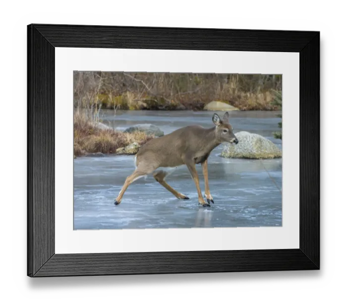 Framed Print : White-tailed Deer (Odocoileus virginianus) sliding on ice. Acadia National Park, Maine, USA Framed Print : White-tailed Deer (Odocoileus virginianus) sliding on ice. Acadia National Park, Maine, USA