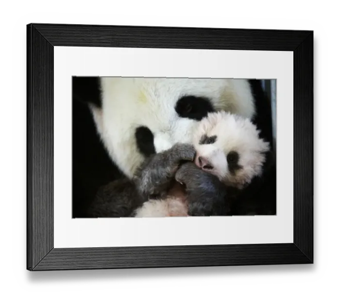 Framed Print : Giant panda (Ailuropoda melanoleuca) female, Huan Huan, holding baby age three months Framed Print : Giant panda (Ailuropoda melanoleuca) female, Huan Huan, holding baby age three months