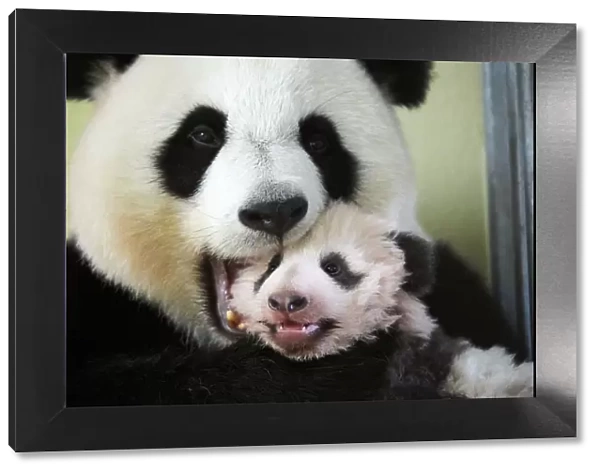 Giant panda (Ailuropoda melanoleuca) female, Huan Huan, holding baby age three months
