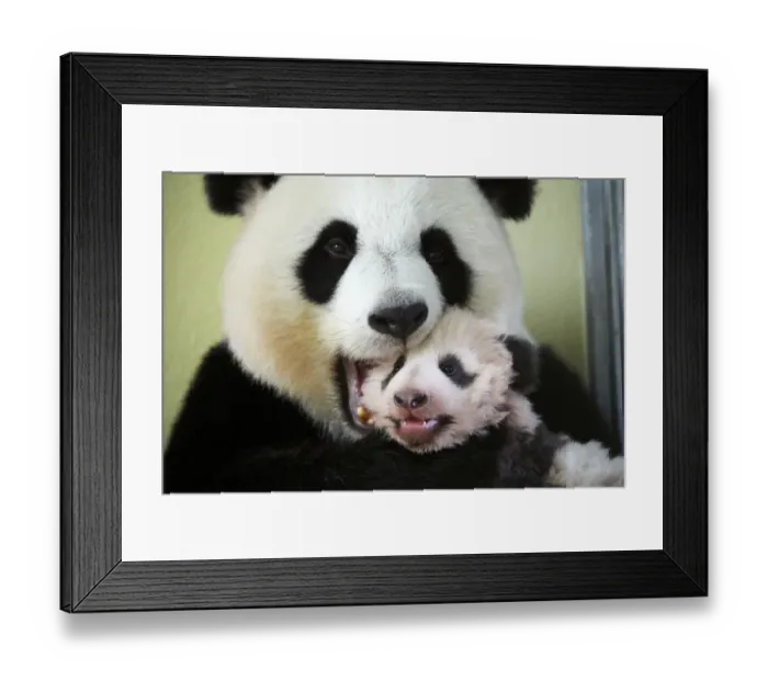 Framed Print : Giant panda (Ailuropoda melanoleuca) female, Huan Huan, holding baby age three months Framed Print : Giant panda (Ailuropoda melanoleuca) female, Huan Huan, holding baby age three months