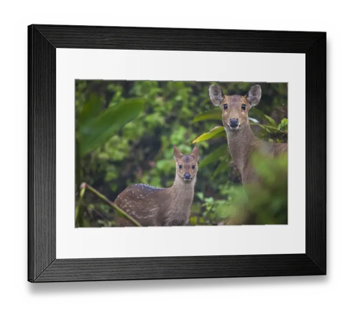 Framed Print : Indian hog deer (Hyelaphus porcinus) mother and fawn, Manas National Park UNESCO Framed Print : Indian hog deer (Hyelaphus porcinus) mother and fawn, Manas National Park UNESCO
