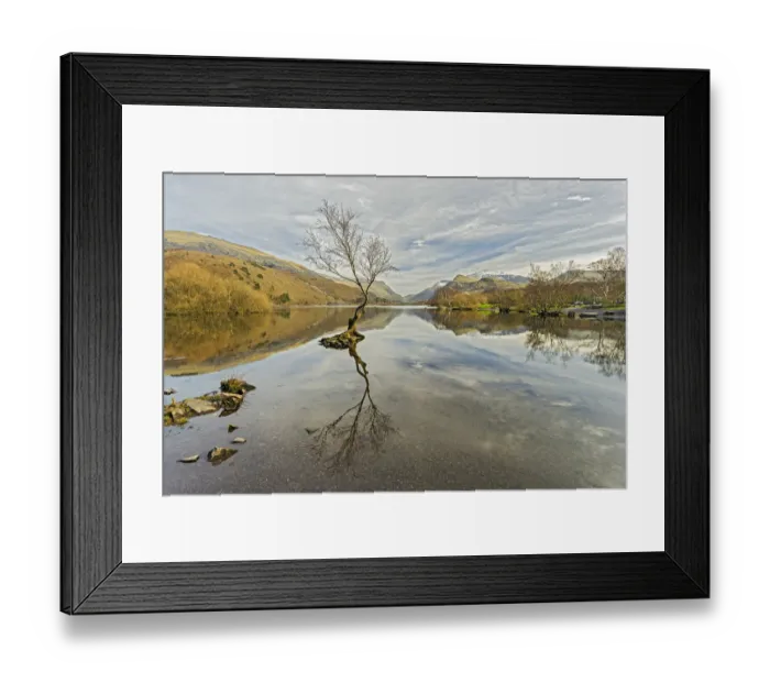 Framed Print : Birch tree (Betula) growing in Llyn Padarn, Llanberis, Snowdonia National Park, North Wales Framed Print : Birch tree (Betula) growing in Llyn Padarn, Llanberis, Snowdonia National Park, North Wales