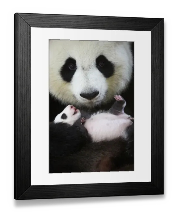 Framed Print : Giant panda (Ailuropoda melanoleuca) female, Huan Huan, holding baby age one month Framed Print : Giant panda (Ailuropoda melanoleuca) female, Huan Huan, holding baby age one month