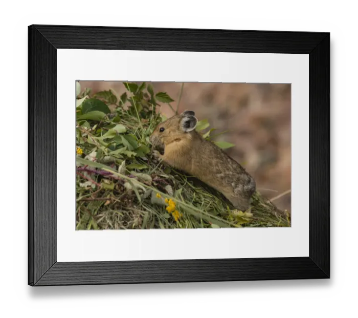 Framed Print : Pika (Ochotona princeps) gathering plants to store for winter, Bridger National Forest Framed Print : Pika (Ochotona princeps) gathering plants to store for winter, Bridger National Forest