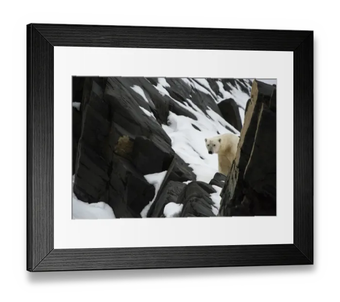 Framed Print : Polar bear (Ursus maritimus) peering past rocks, Karl XII-oya, Svalbard, Norway, September Framed Print : Polar bear (Ursus maritimus) peering past rocks, Karl XII-oya, Svalbard, Norway, September