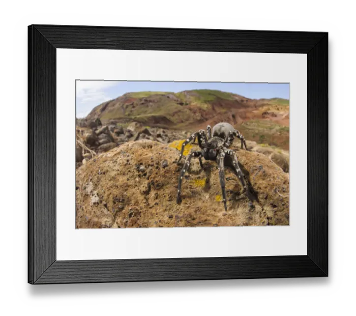 Framed Print : Deserta Grande wolf spider (Hogna ingens), Deserta Grande, Madeira, Portugal. Critically endangered Framed Print : Deserta Grande wolf spider (Hogna ingens), Deserta Grande, Madeira, Portugal. Critically endangered