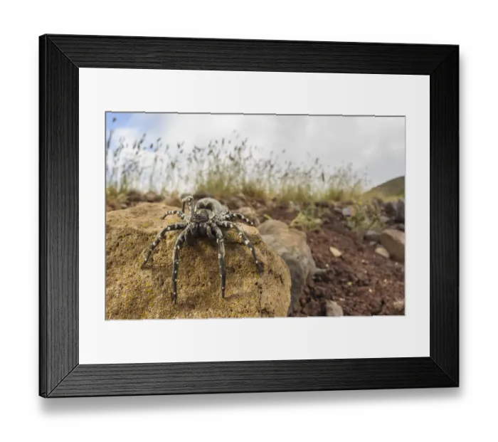 Framed Print : Deserta Grande wolf spider (Hogna ingens), Deserta Grande, Madeira, Portugal. Critically endangered Framed Print : Deserta Grande wolf spider (Hogna ingens), Deserta Grande, Madeira, Portugal. Critically endangered