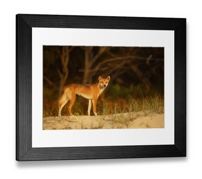 Framed Print : Dingo (Canis lupus dingo) on the beach at night, Fraser Island UNESCO World Heritage Site