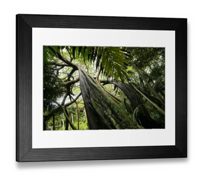 Framed Print : Banyan tree (Ficus macrophylla) Valley of the Shadows, Lord Howe island, Lord Howe Framed Print : Banyan tree (Ficus macrophylla) Valley of the Shadows, Lord Howe island, Lord Howe