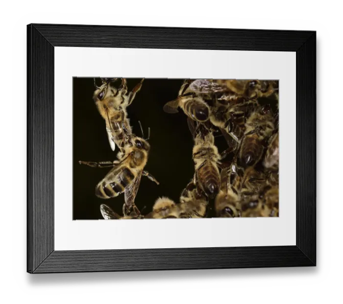 Framed Print : Honey bees (Apis mellifera) forming living bridge, Kiel, Germany, June Framed Print : Honey bees (Apis mellifera) forming living bridge, Kiel, Germany, June