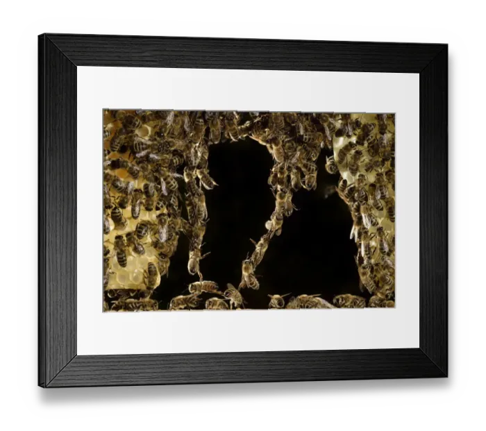 Framed Print : Honey bees (Apis mellifera) forming living bridge, Kiel, Germany, June