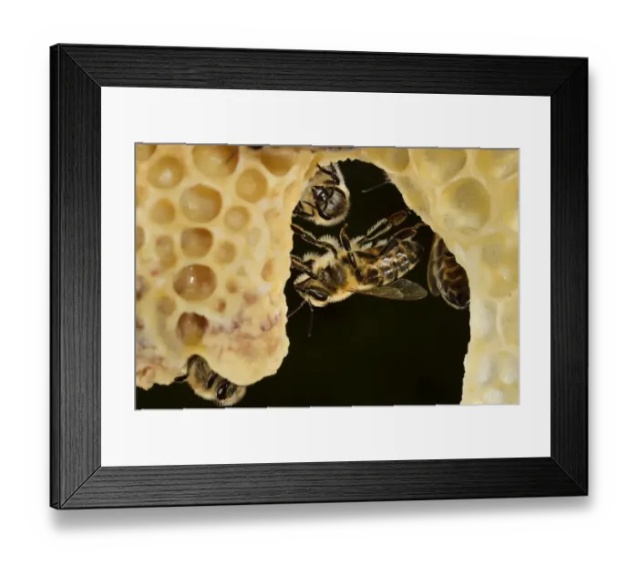 Framed Print : Honey bee (Apis mellifera) workers looking after queen cells, Kiel, Germany