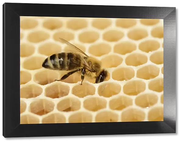 Honey bee (Apis mellifera) on comb with honey, Kiel, Germany, June