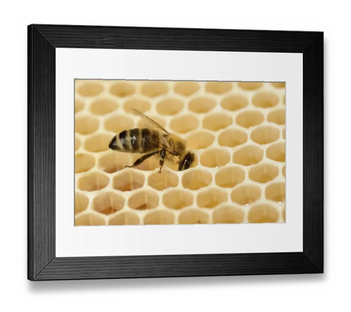 Framed Print : Honey bee (Apis mellifera) on comb with honey, Kiel, Germany, June Framed Print : Honey bee (Apis mellifera) on comb with honey, Kiel, Germany, June