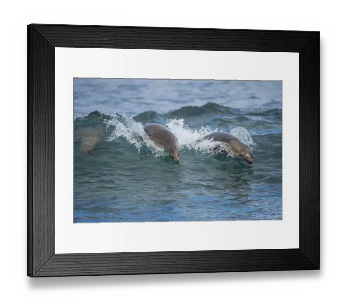 Framed Print : Galapagos sea lions (Zalophus wollebaeki) swimming in the surf, Galapagos Framed Print : Galapagos sea lions (Zalophus wollebaeki) swimming in the surf, Galapagos