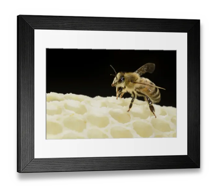 Framed Print : Honey bee (Apis mellifera) worker on freshly made honey comb, Kiel, Germany, May Framed Print : Honey bee (Apis mellifera) worker on freshly made honey comb, Kiel, Germany, May