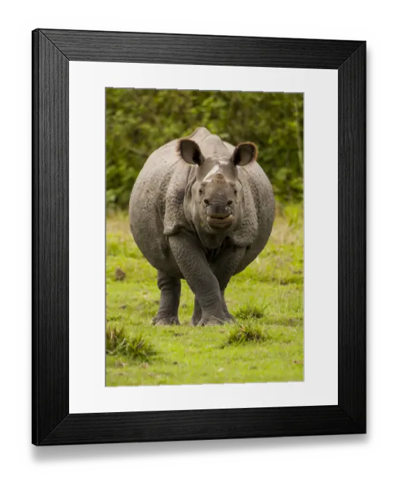 Framed Print : Indian rhinoceros (Rhinoceros unicornis) portrait. Manas National Park UNESCO World Heritage Site Framed Print : Indian rhinoceros (Rhinoceros unicornis) portrait. Manas National Park UNESCO World Heritage Site