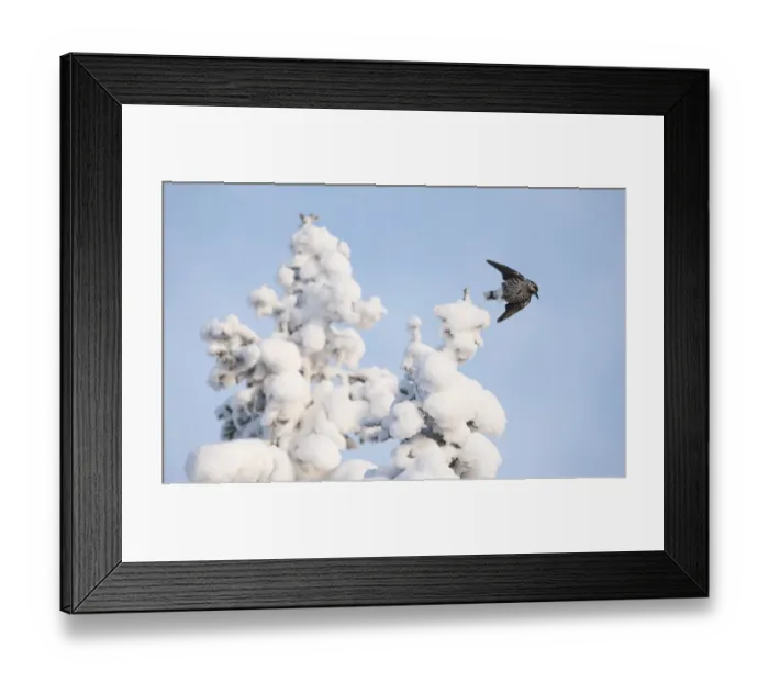 Framed Print : Spotted nutcracker, (Nucifraga caryocatactes) taking off from snow covered tree, Finland, January