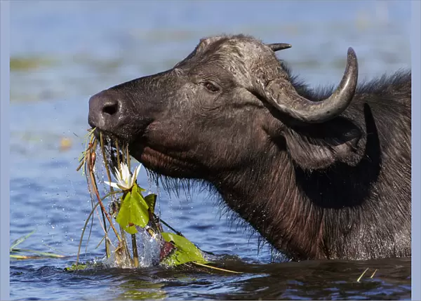 African buffalo (Syncerus caffer) feeding on water lillies in Chobe River, Chobe National Park