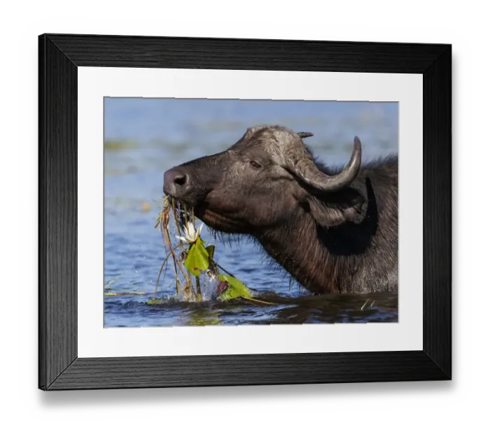 Framed Print : African buffalo (Syncerus caffer) feeding on water lillies in Chobe River, Chobe National Park Framed Print : African buffalo (Syncerus caffer) feeding on water lillies in Chobe River, Chobe National Park